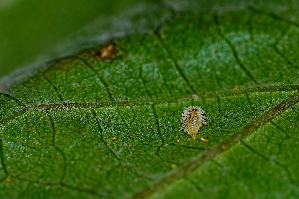 phylloxera